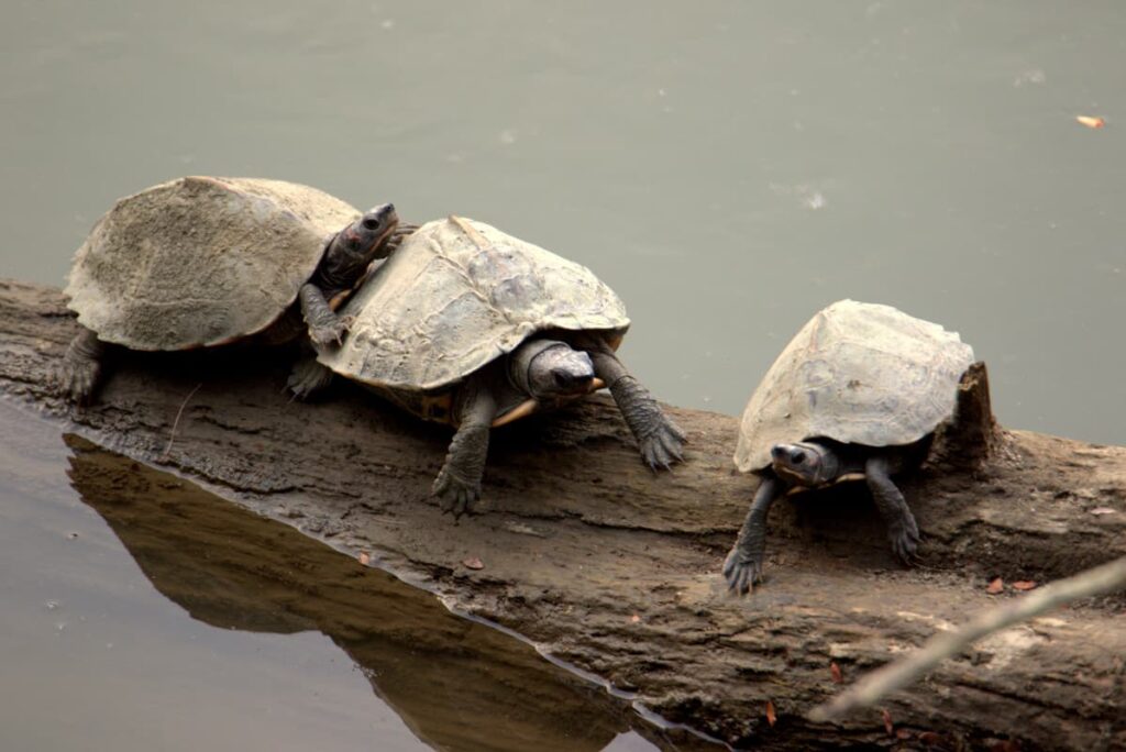 Assam roofed turtles bask in the winter sun. Kaziranga National Park, Assam