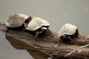 Assam roofed turtles bask in the winter sun. Kaziranga National Park, Assam