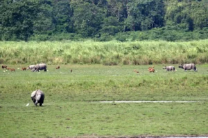 The classical Kaziranga landscape and wildlife. Kaziranga National Park, Assam.